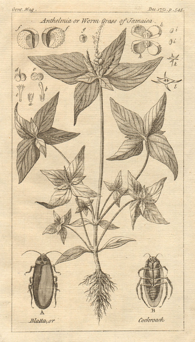 Associate Product Spigelia Anthelmia quadriphylla Wormbush Pinkroot, erva. Blatta/cockroach 1751