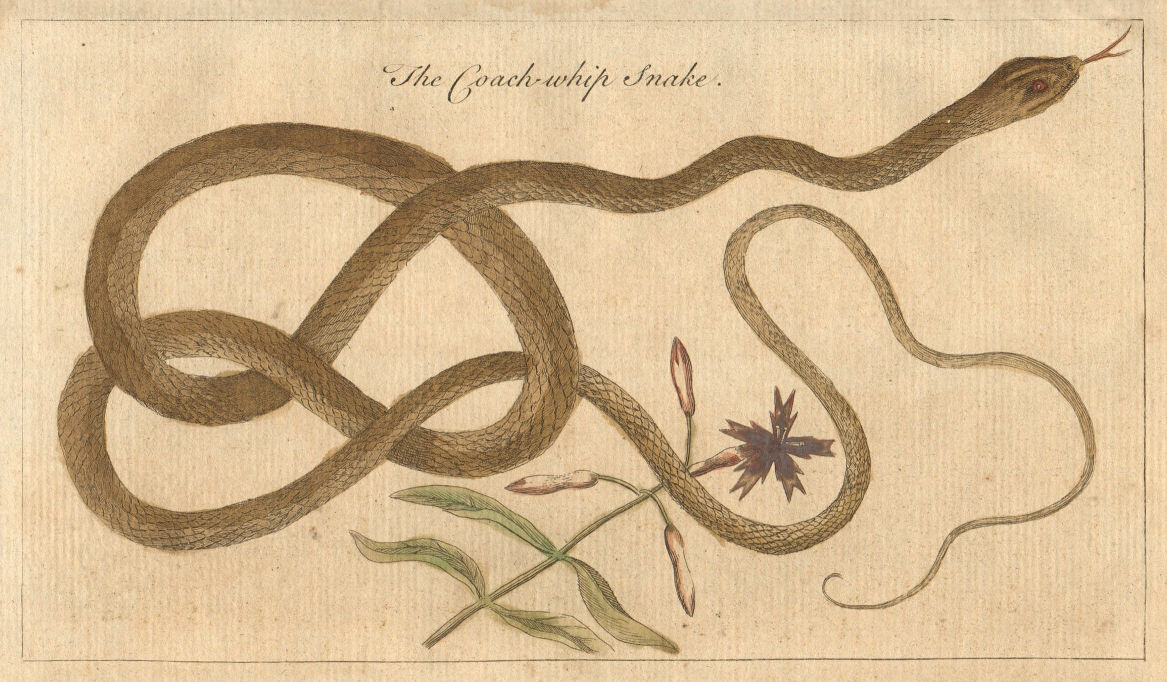 The coach whip snake. Masticophis flagellum, coachwhip snake 1755 old print