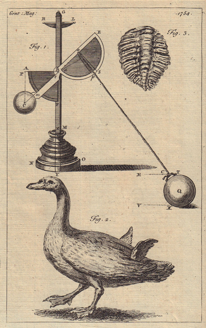 Navigation tool. Italian 4-winged goose. Dudley fossil, Entomolithus 1755