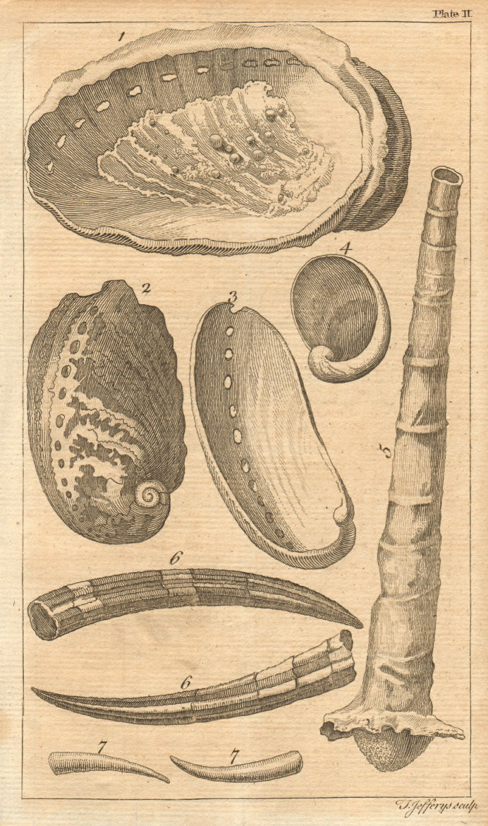 Associate Product Plate II Seashells Sea Ear/Haliotis Wormshell/Serpula Tooth shell/Dentalia 1755