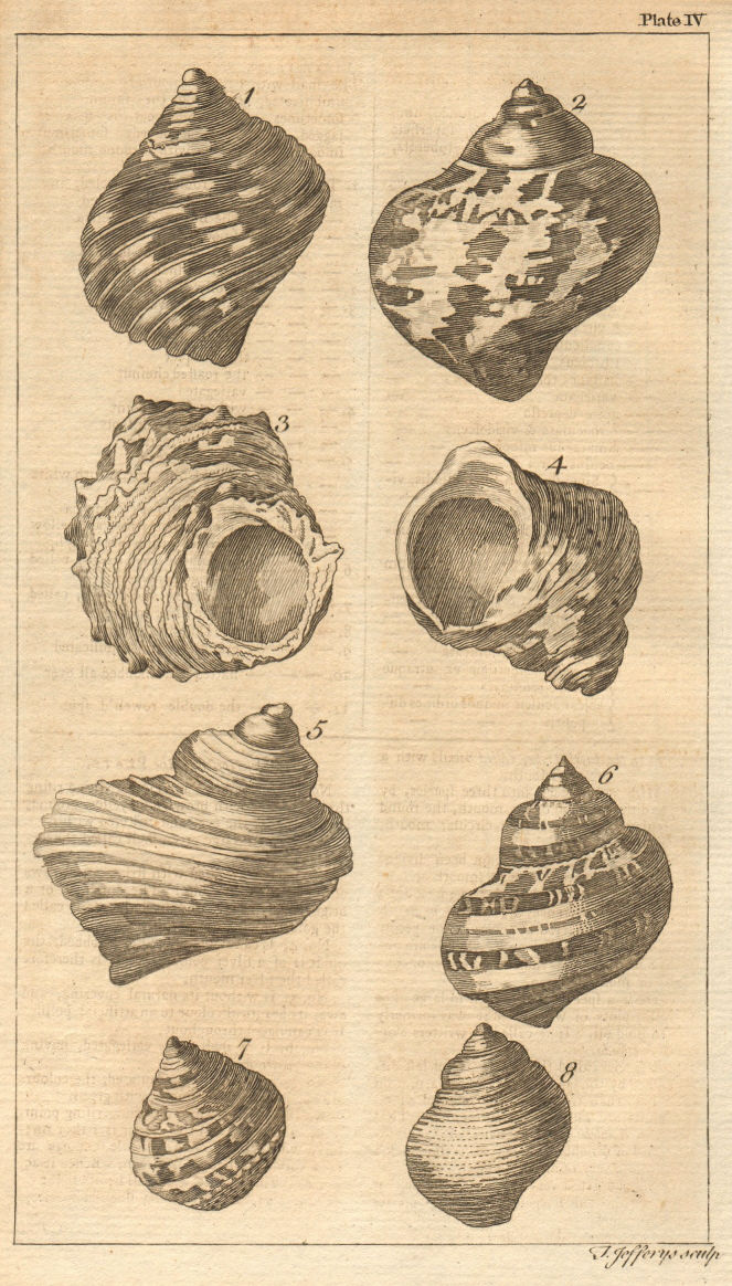 Associate Product Plate IV. Seashells. Whirl, Turbo. Molluscs 1755 old antique print picture