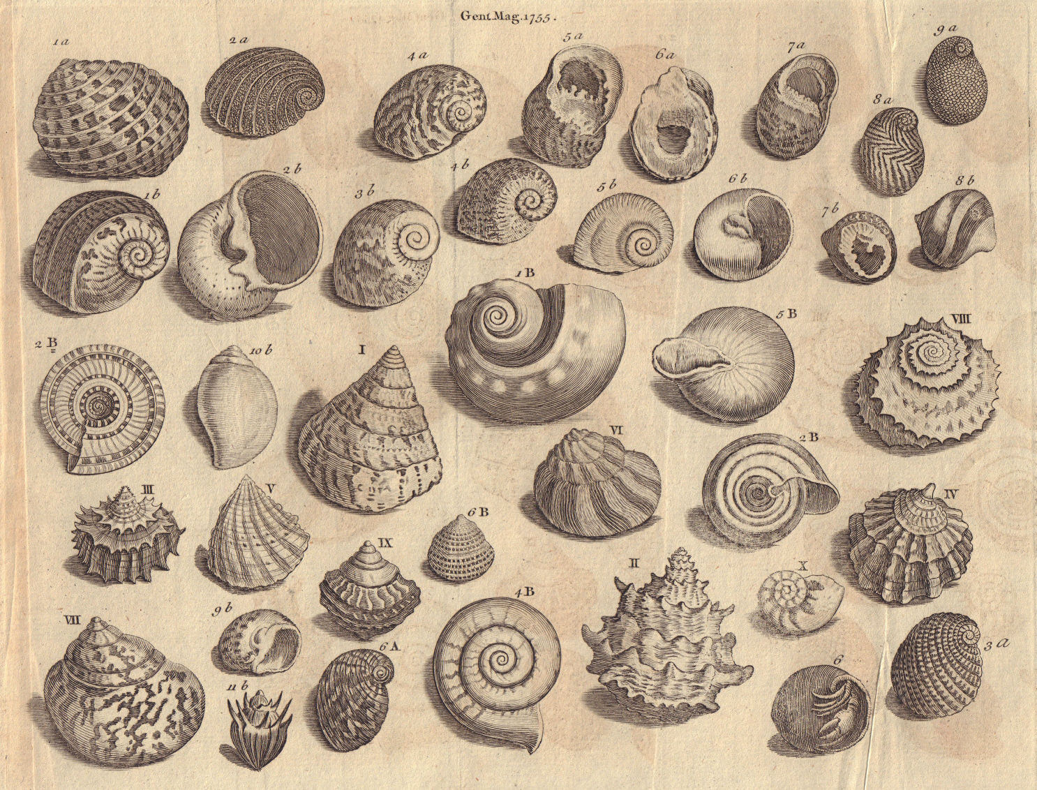 Associate Product Seashells Nerite Whirl/Turbo Topshell/Trochus Trumpet/Buccinum Snail/Helix 1755