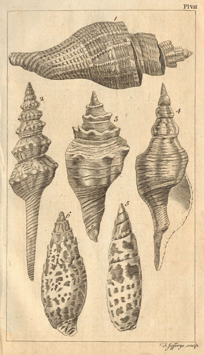 Associate Product Plate VII. Seashells. Rock / Murex. Volute / Voluta. Molluscs 1755 old print