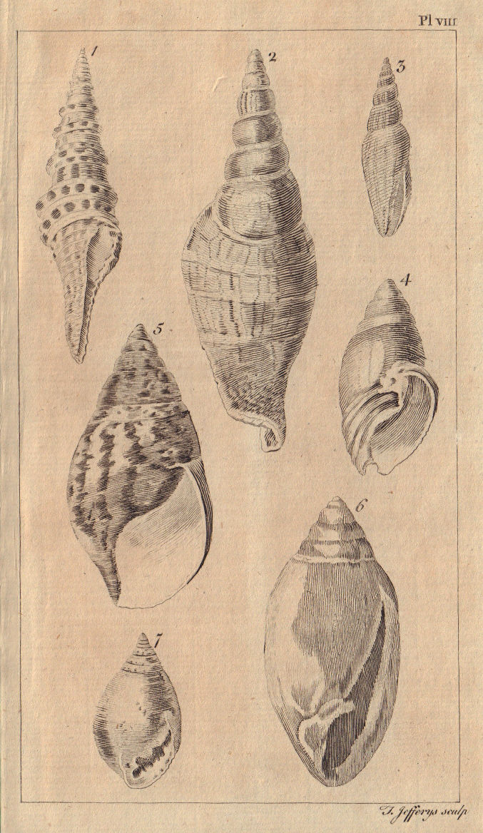 Seashells Murex Wing/Strombus Volute Trumpet/Buccinum Dipper/Bulla Helix 1755