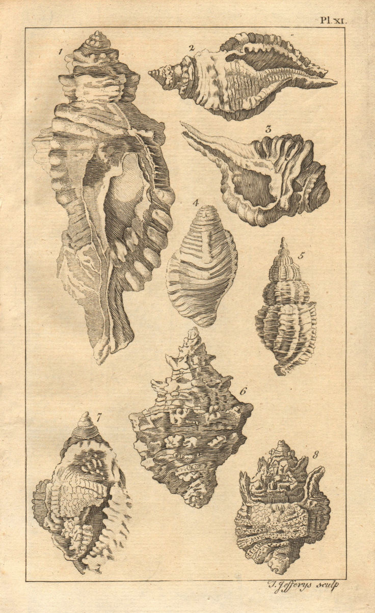 Associate Product Plate XI. Seashells. Rock, Murex. Molluscs 1756 old antique print picture
