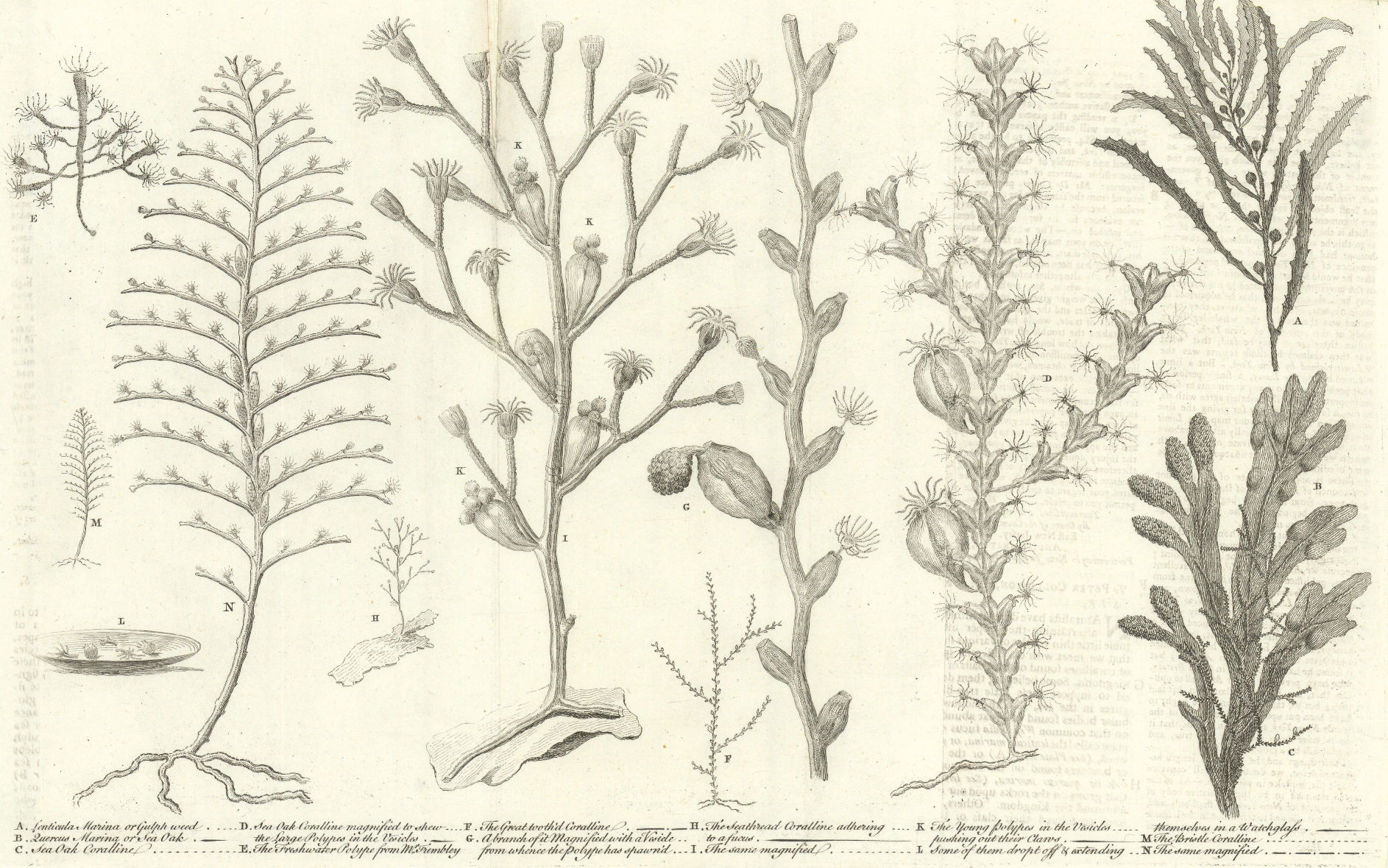 Marine Gulph weed Sea Oak Polyp Great-toothed Sea-thread Bristle Coralline 1756