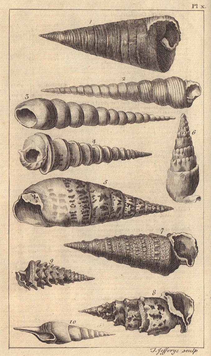 Seashells Top/Trochus Whirl/Turbo Trumpet/Buccinum Rock/Murex Wing/Strombus 1756