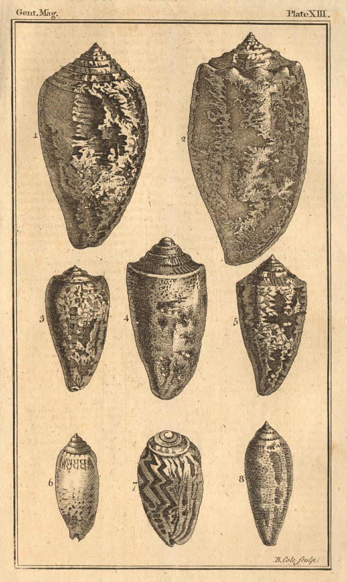 Associate Product Plate XIII. Seashells. Cone / Conus. Volute / Voluta. Molluscs 1757 old print