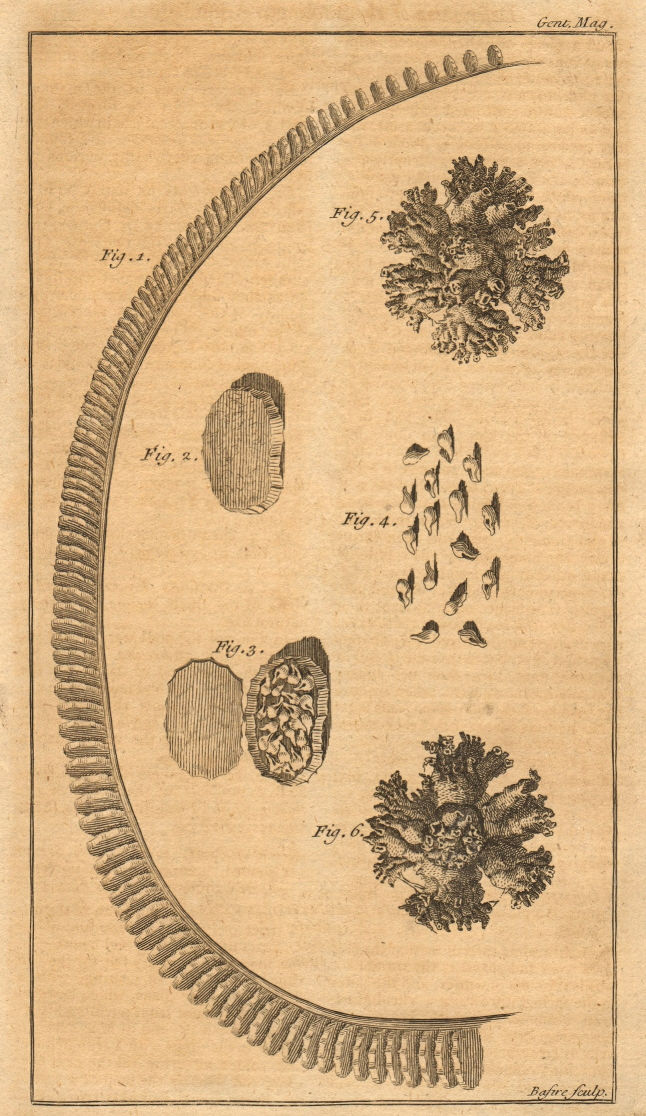 Associate Product Shell matrix. Buccinum Ampullatum. Human bladder calculi. Molluscs 1757 print