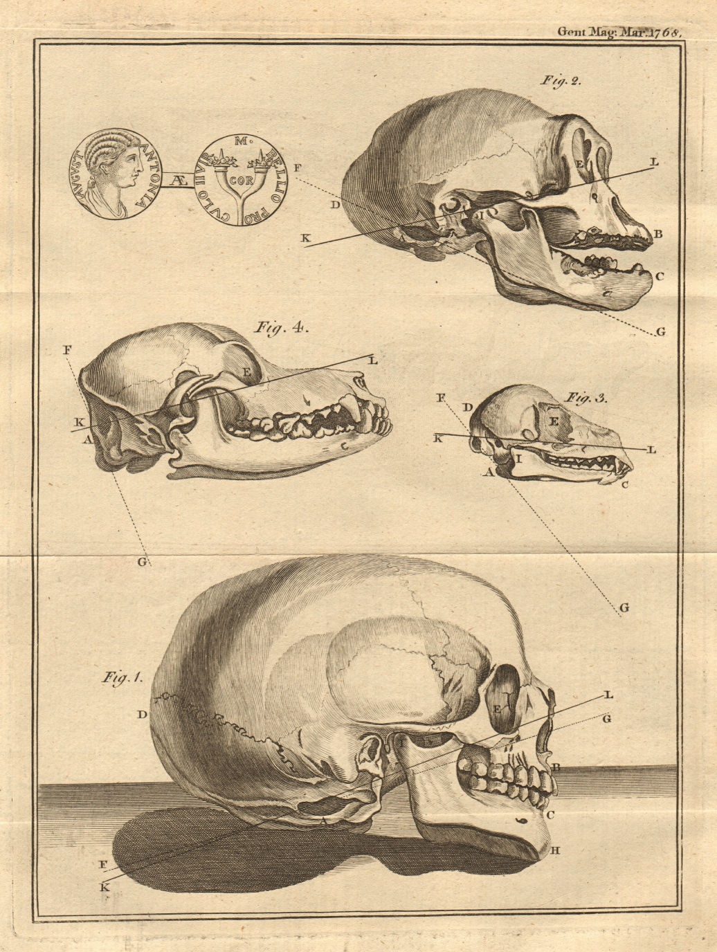 Occipital Aperture in animal skulls. Roman Brass coin of Antonia Augusta 1768