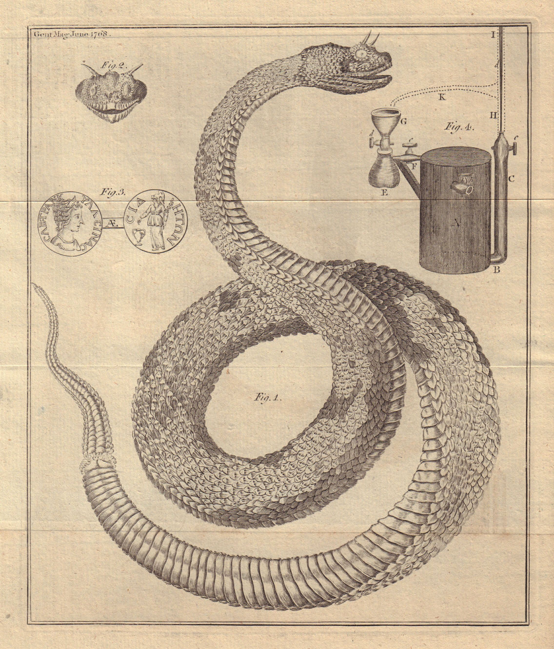 Horned desert viper, Cerastes cerastes. Sabina Tranquillina Roman coin 1768