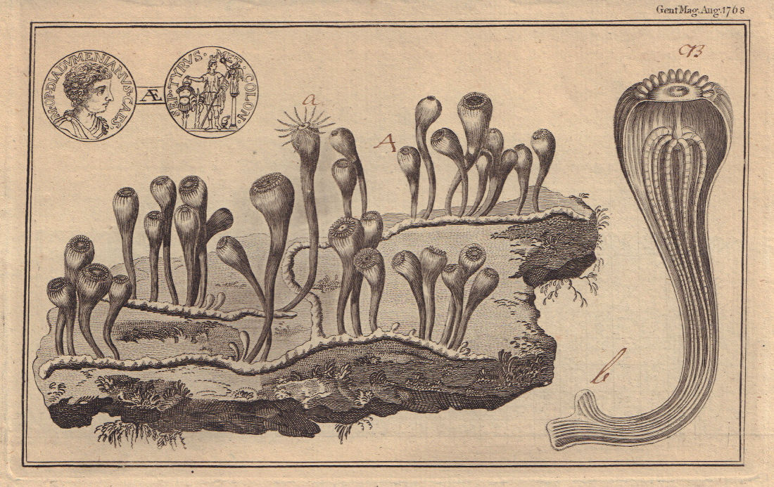 Associate Product Sea anemone. Zoophyte. Actinea Societa. Roman Diadumenianus brass coin 1768