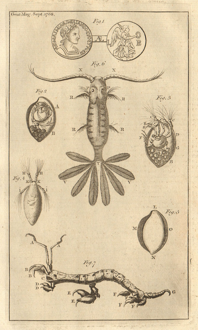 Associate Product Roman copper coin of M. Emilius Emilianus. Three Marine Insects 1768 old print