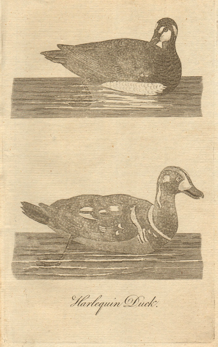 Associate Product Harlequin Duck, male and female. Poultry 1774 old antique print picture