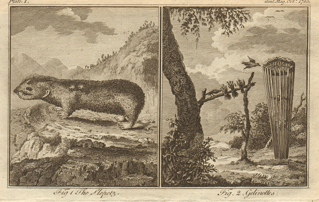 Associate Product Slepetz, probably mus lagurus. Gelinotte/Grous bird & trap, Tetrao Bonasia 1785