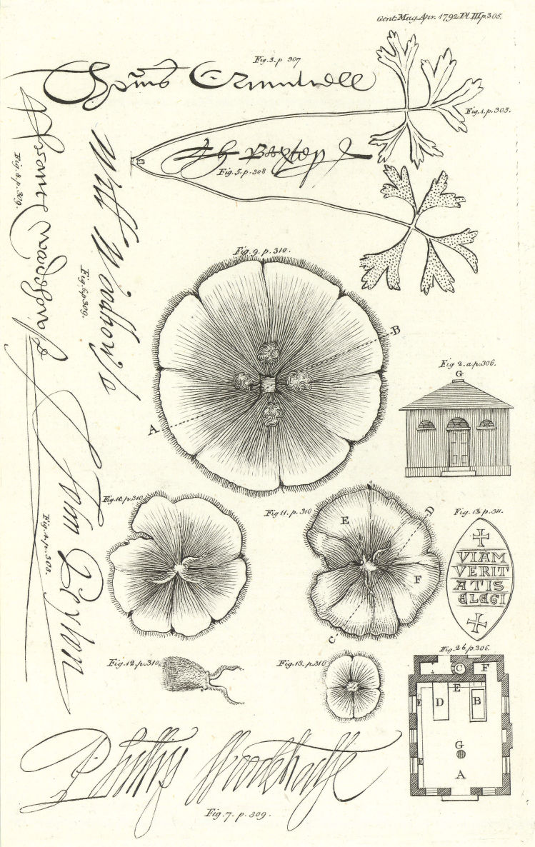 Associate Product Anemone. Thomas Cromwell Peyton Baxter William, Philip & Francis Woodhouse 1792