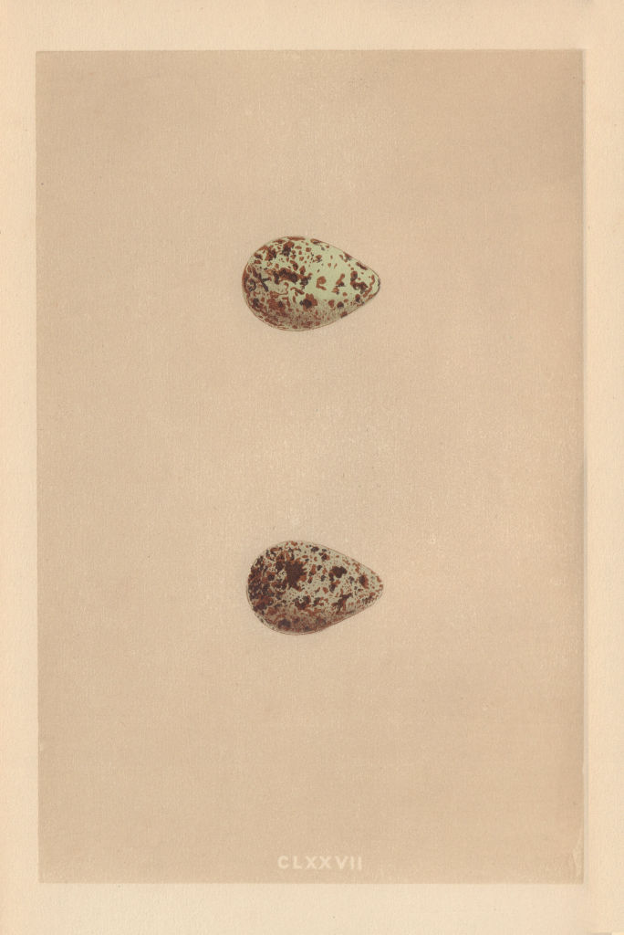 Associate Product BRITISH BIRD EGGS. Temminck's Stint. Schinz's Sandpiper. MORRIS 1866 old print