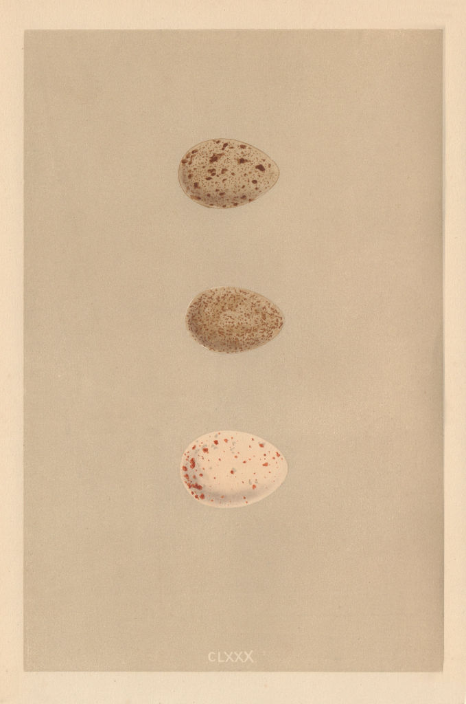 Associate Product BRITISH BIRD EGGS. Little Crake. Baillon's Crake. Water-rail. MORRIS 1866