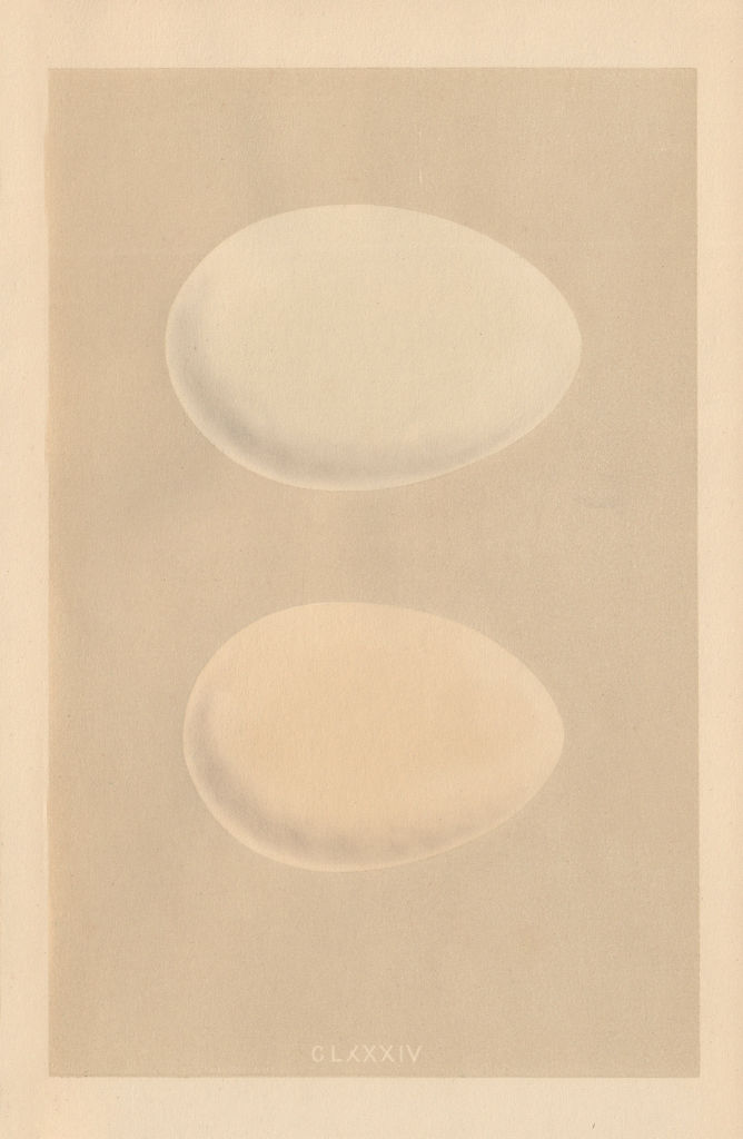 Associate Product BRITISH BIRD EGGS. Pink-footed Goose. White-fronted Goose. MORRIS 1866 print