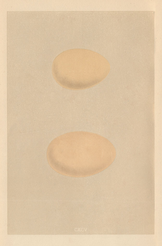 Associate Product BRITISH BIRD EGGS. Surf Scoter. Red-crested Whistling Duck. MORRIS 1866 print