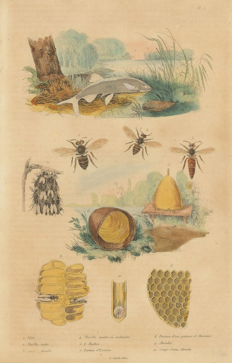 BEEKEEPING. FISH. Abeille (Bee). Beehive honeycomb. Able (belica) fish 1833
