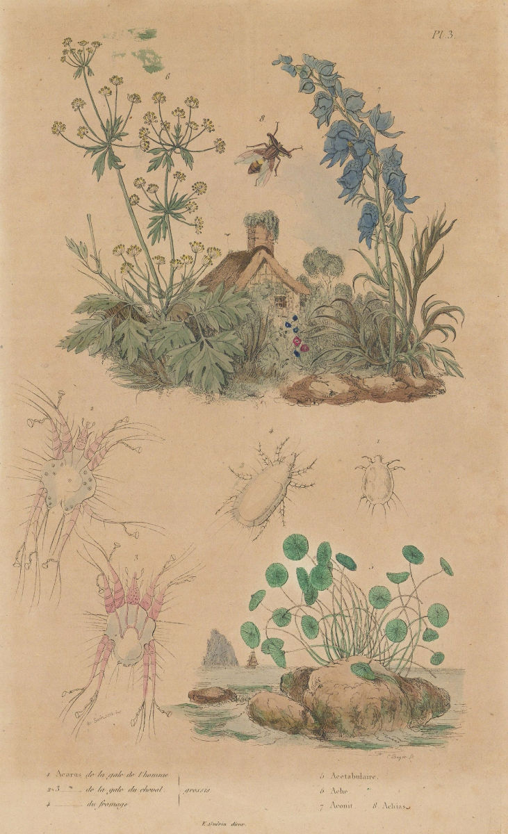 Associate Product Mite. Acetabulaira. Lovage. Aconitum (Monkshood). Achias 1833 old print