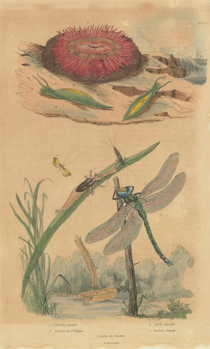 Acteon sea snail. Sea anemone. Longhorn moth. Hawker or darner dragonfly 1833
