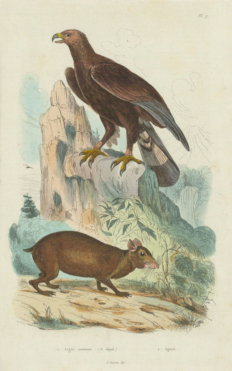 Associate Product ANIMALS/BIRDS. Aigle Commun (Golden Eagle). Agouti 1833 antique print