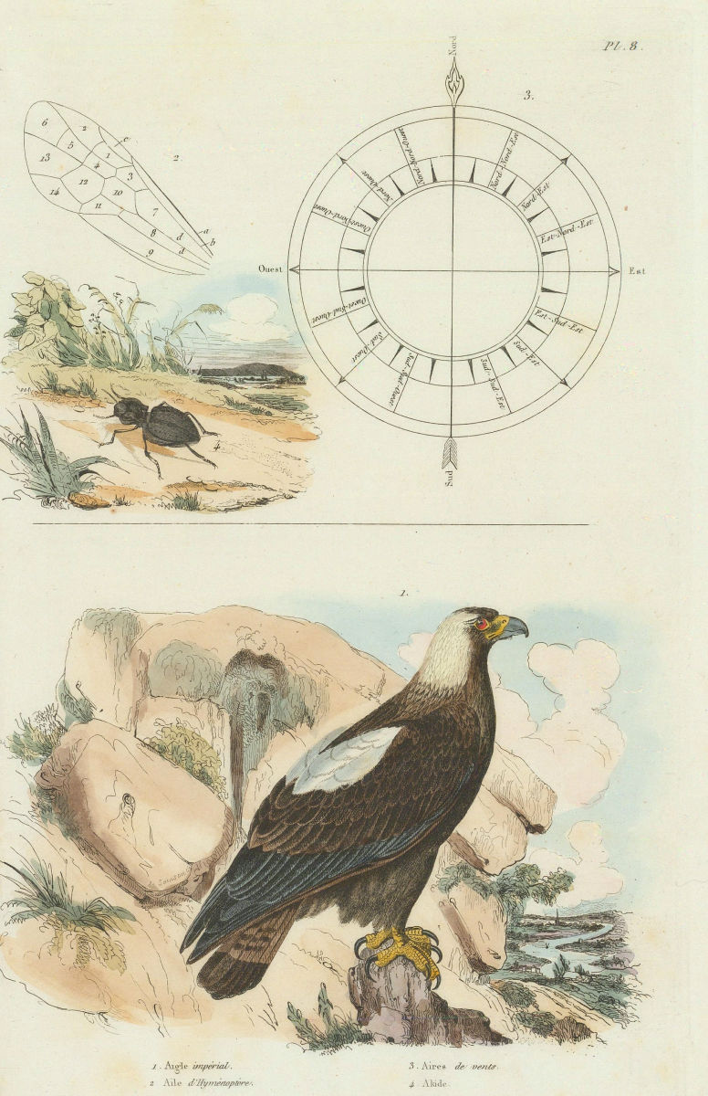 Associate Product Eastern Imperial Eagle. Wind direction compass. Abacetus lucifugus 1833 print