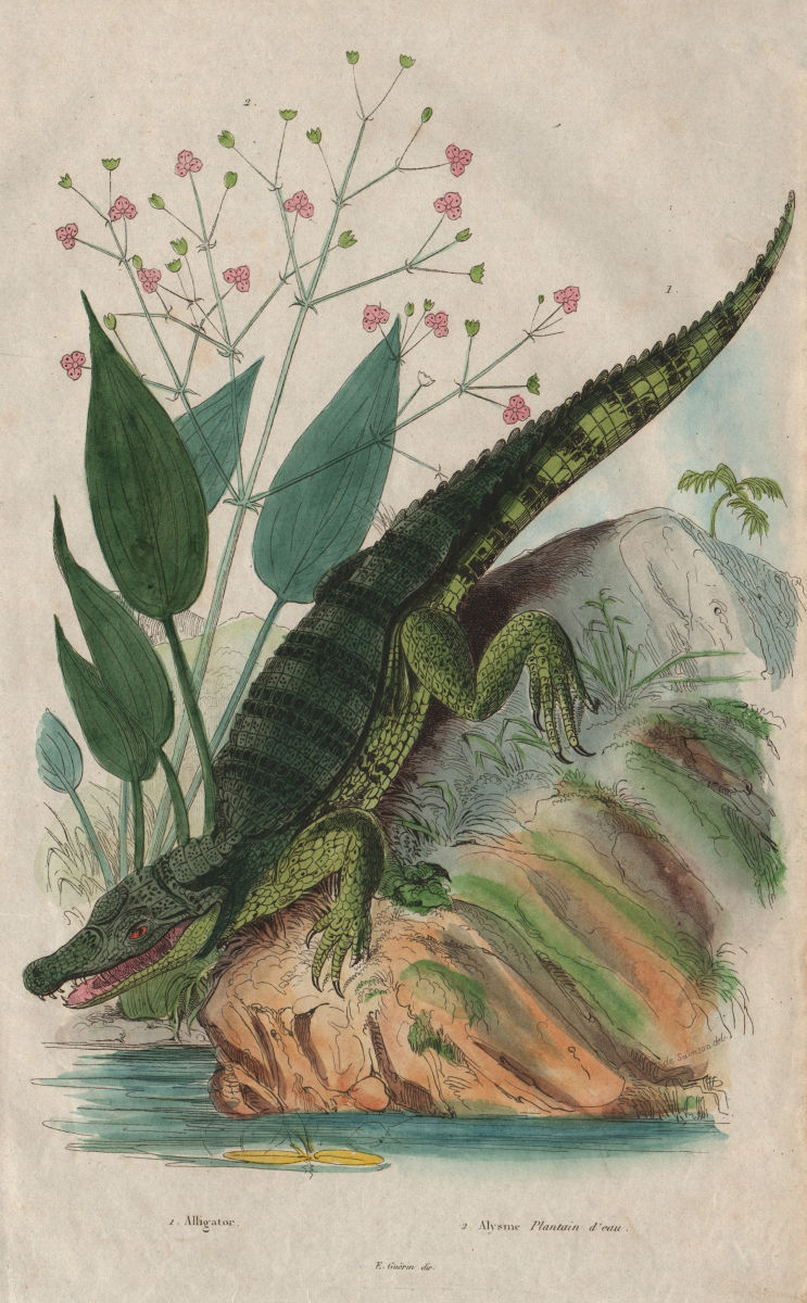 Alligator. Alisma plantago-aquatica (common water-plantain/mad dog weed) 1833