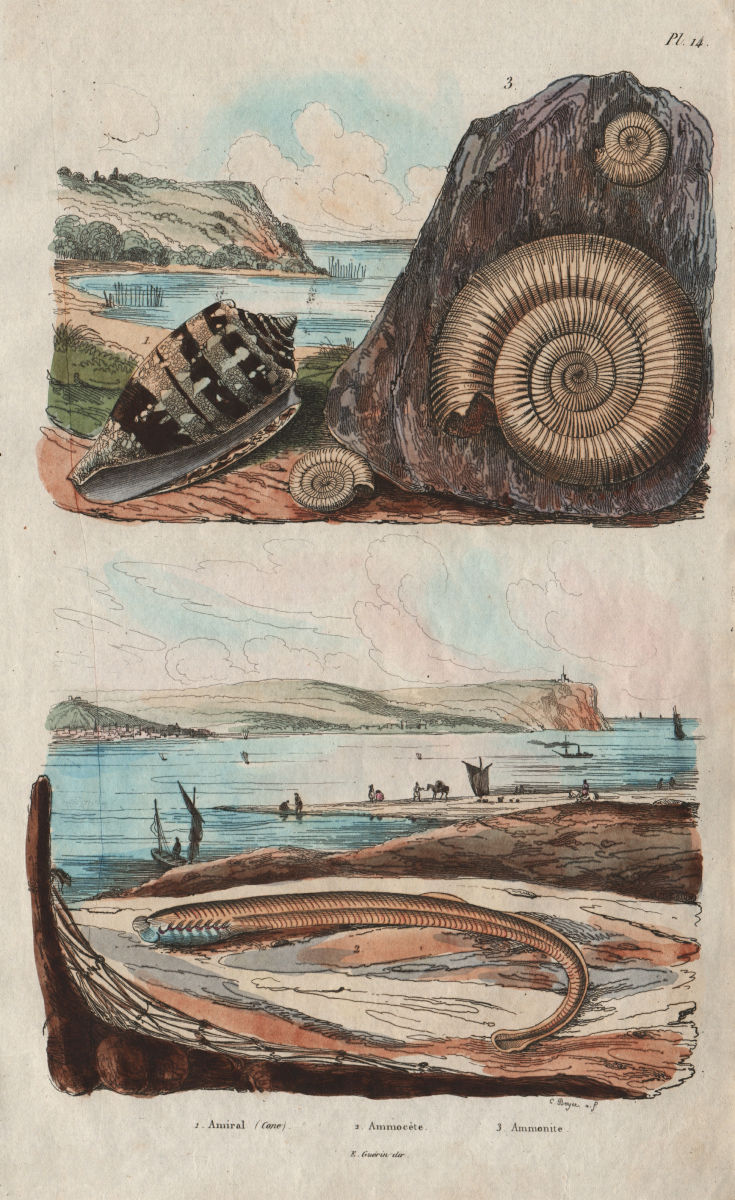 Amiral -Cone (Conidae sea snails). Ammocète. Ammonite 1833 old antique print