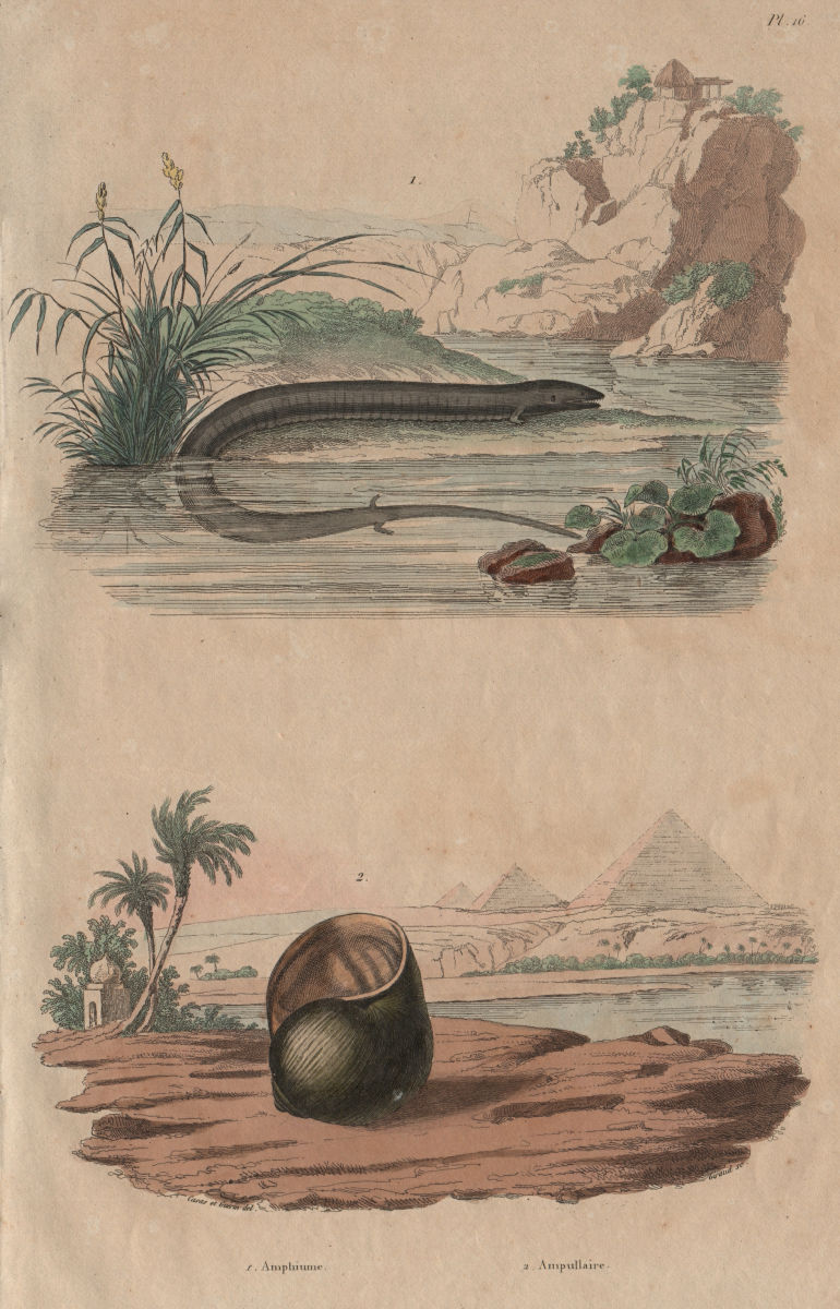 Associate Product ANIMALS. Amphiuma (Aquatic Salamander). Ampullariidae (Pomacea snail) 1833