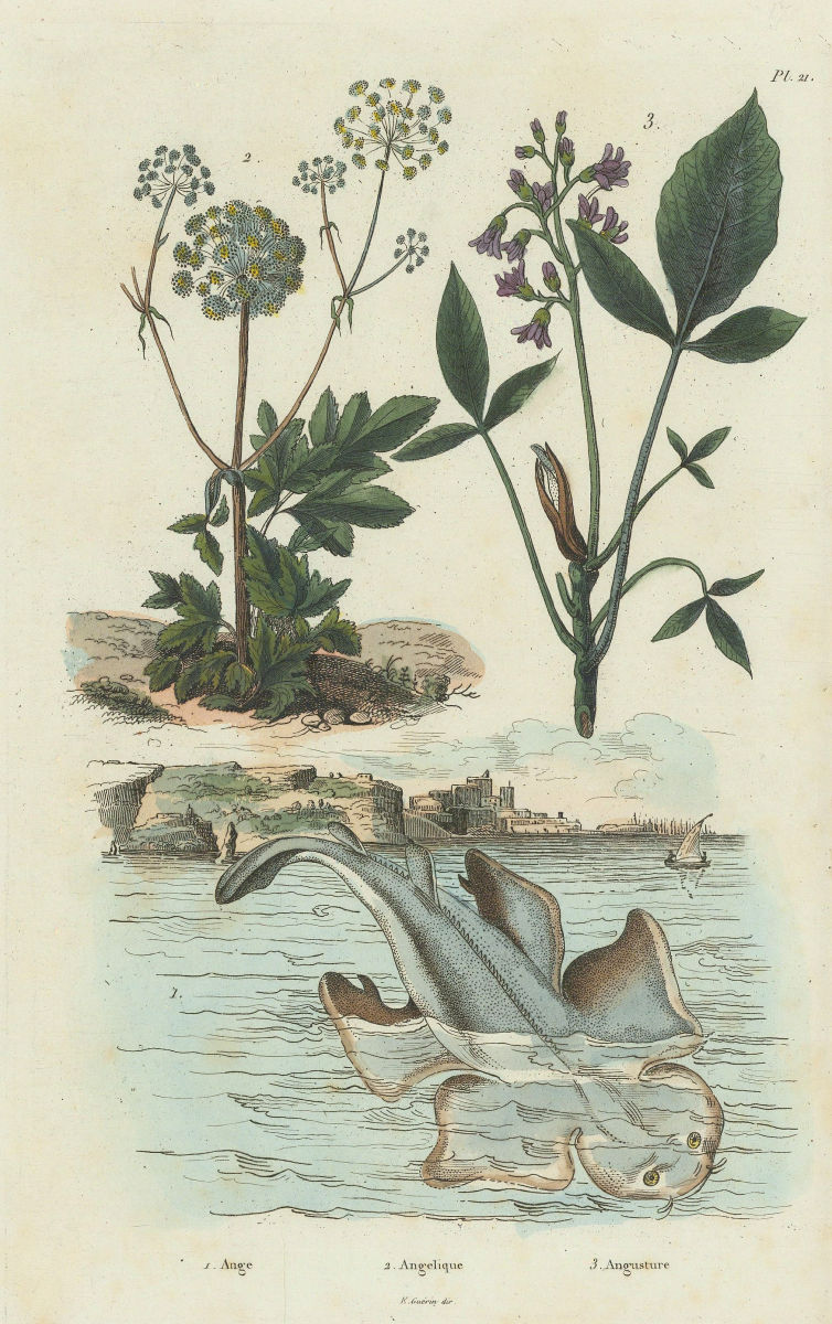 Angel Shark. Angelique (Garden Angelica). Angusture (Angostura) 1833 old print