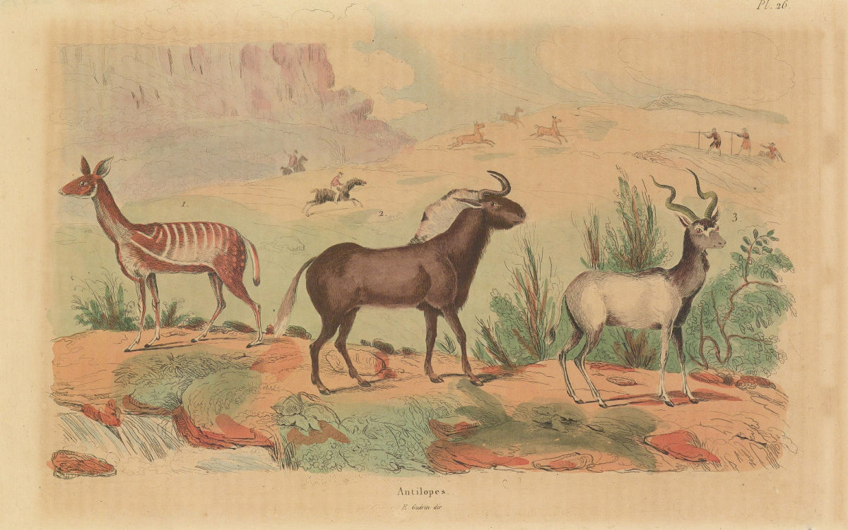Associate Product MAMMALS. Antilopes (Antelopes) 1833 old antique vintage print picture