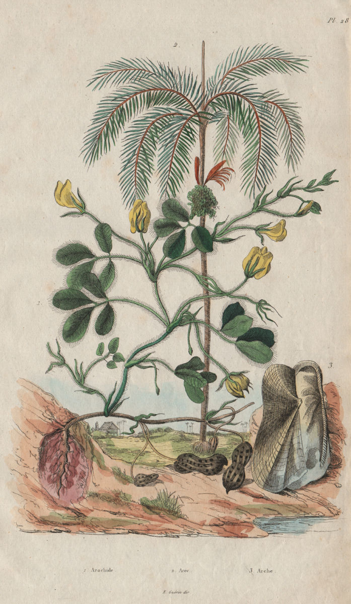 Arachide (Peanut plant). Arec (areca). Arche (Ark) /Ark clam 1833 old print