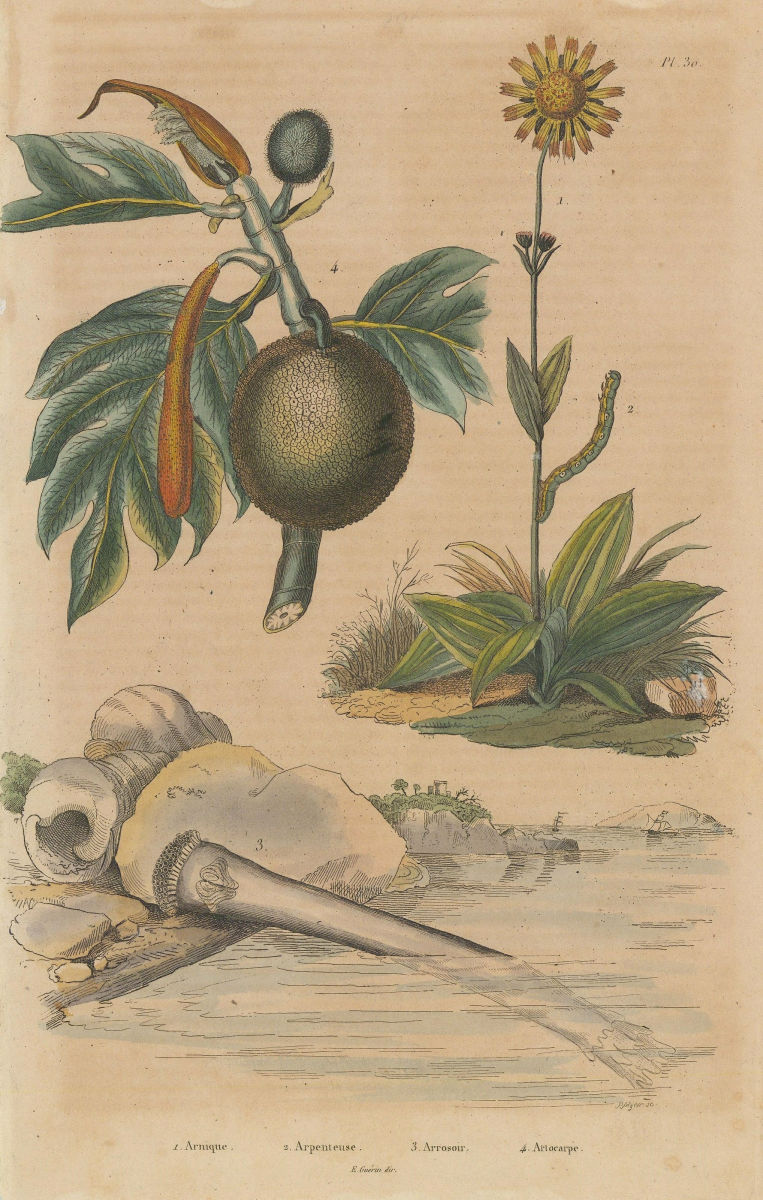 Associate Product Arnica. Arpenteuse (Inchworm). Arrosoir. Artocarpus (Breadfruit) 1833 print