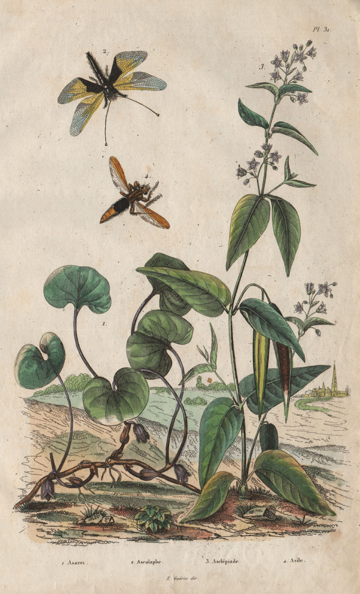 Associate Product Asarum/wild ginger. Ascalaphidae/owlflies. Asclapiade. Asilidae/robber fly 1833