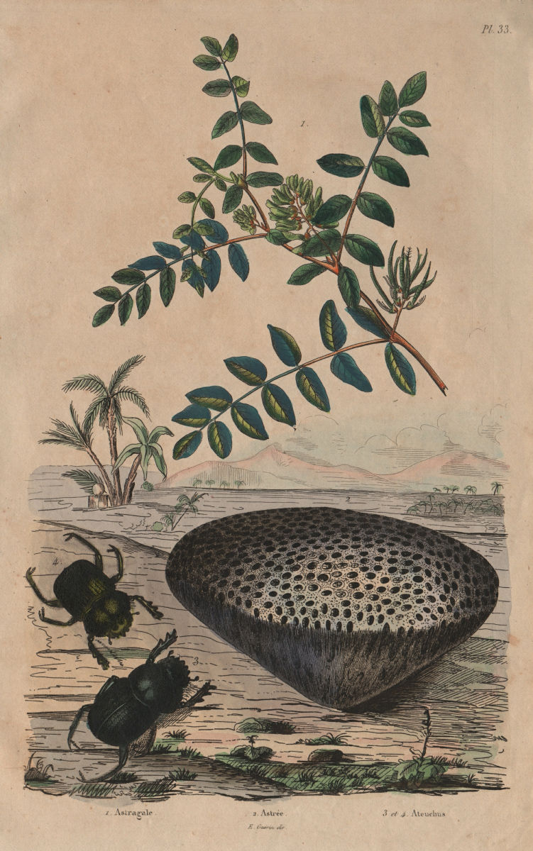 Associate Product Astragalus (milkvetch). Astrea coral. Ateuchus (scarab beetle) 1833 old print