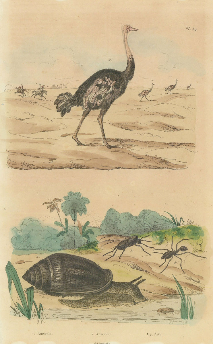 Associate Product Ellobium aurismidae (Midas Ear Shell). Ostrich. Atta (new world ant) 1833