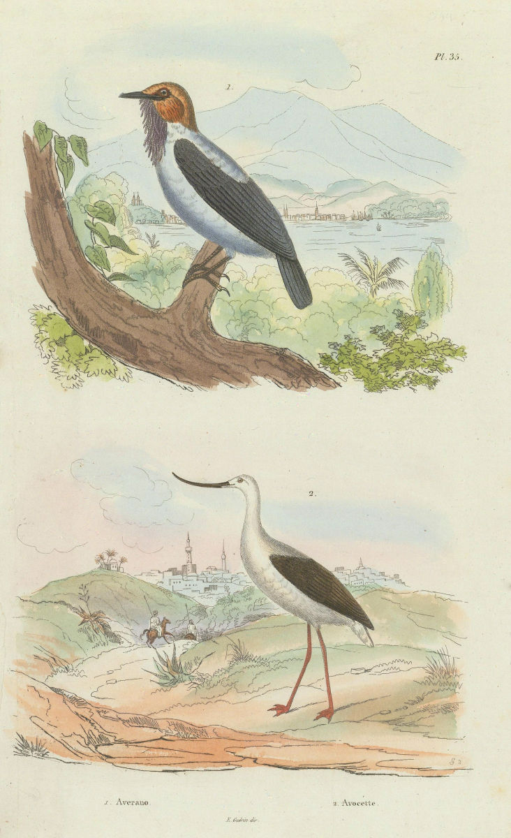 BIRDS. Averano (Bearded Bellbird). Avocette (Avocet) 1833 old antique print