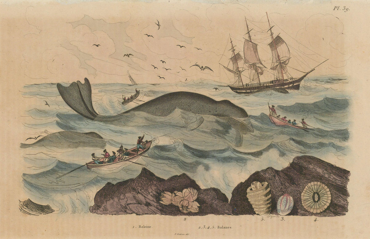 WHALING. Baleine (Whale). Balanes (Balanus/Barnacles) 1833 old antique print