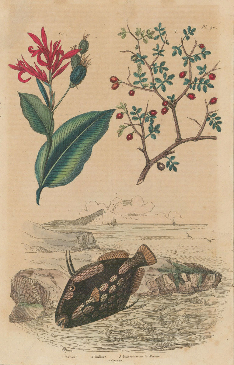 Associate Product Balisier (Heliconia). Ballista (Clown Triggerfish). Balsam of Mecca 1833 print