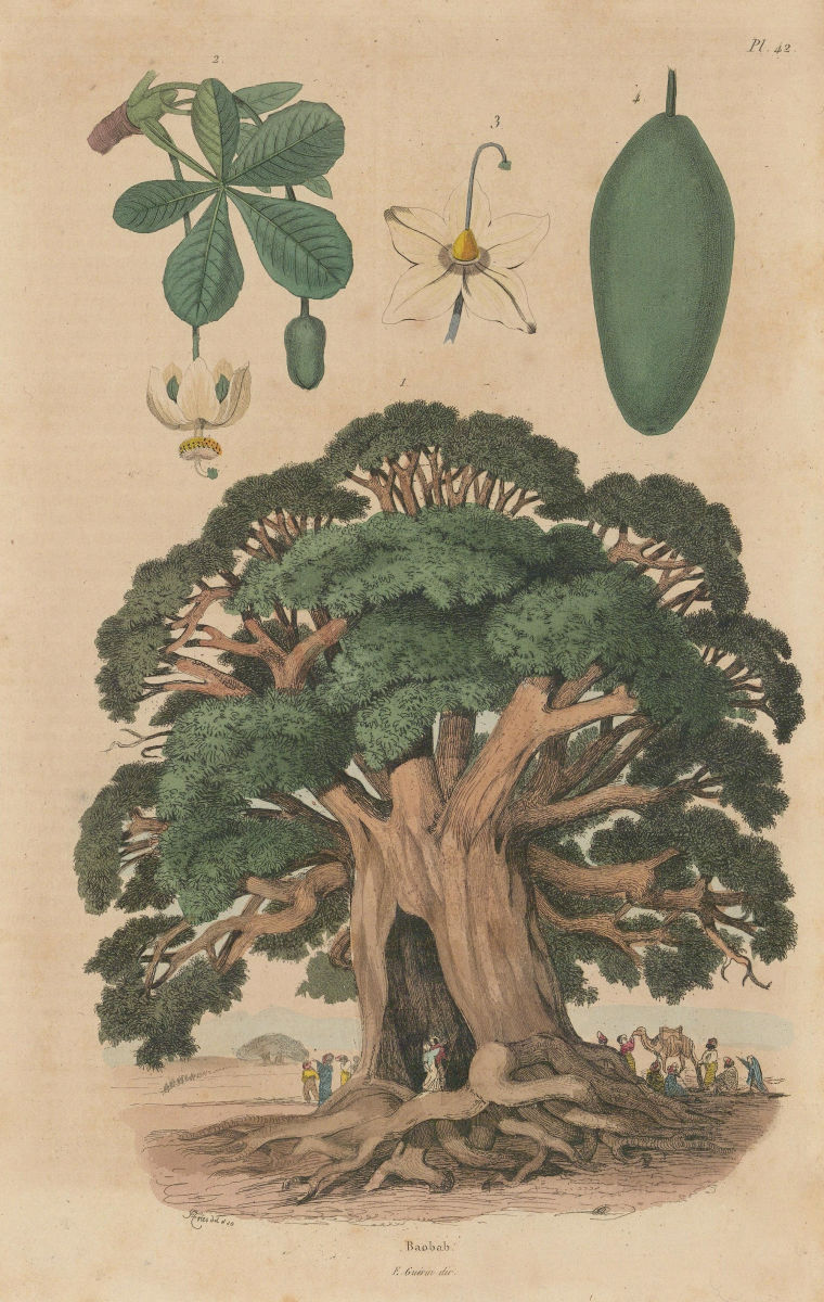 TREES. Baobab 1833 old antique vintage print picture