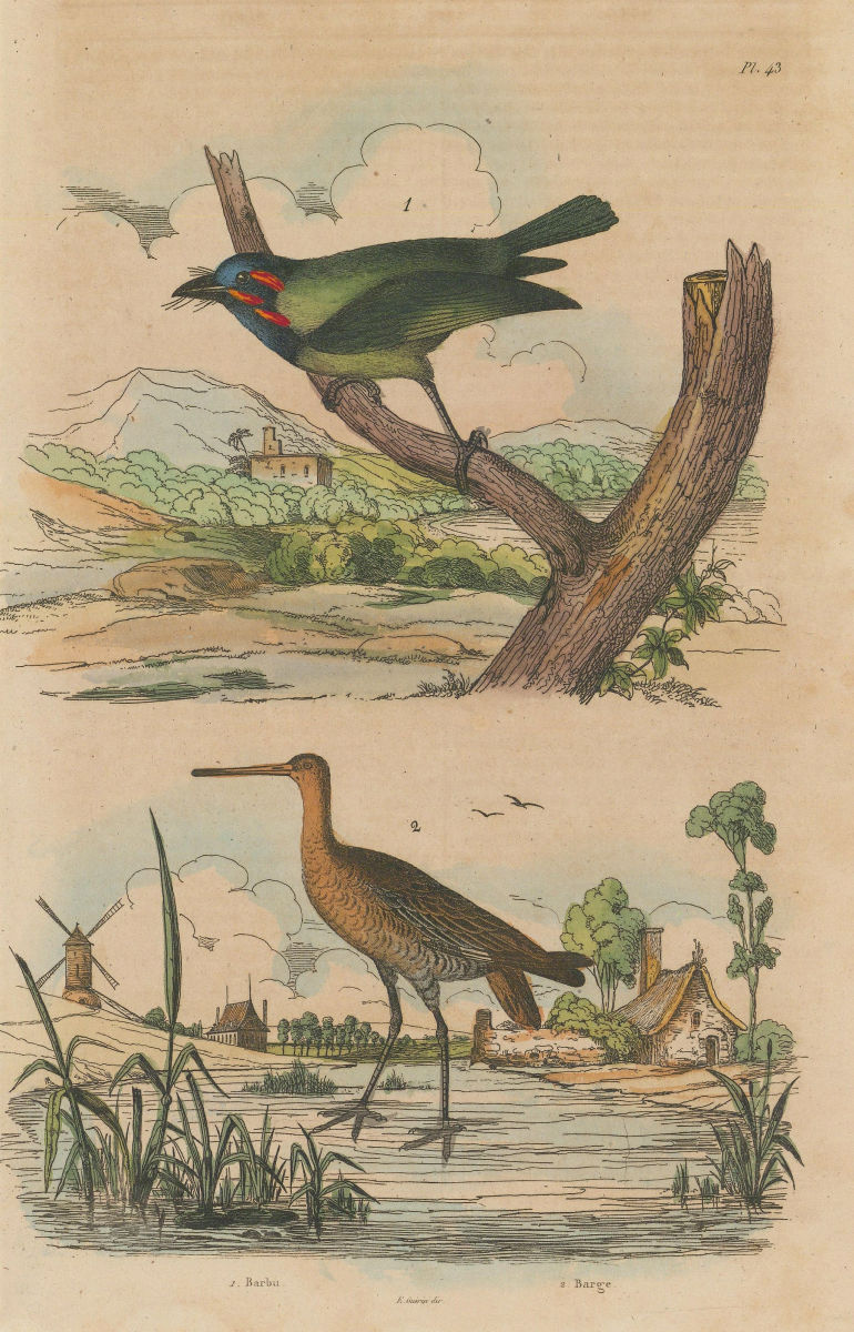 Associate Product BIRDS. Barbu (Berbet/Barbet). Barge (Black-tailed Godwit) 1833 old print