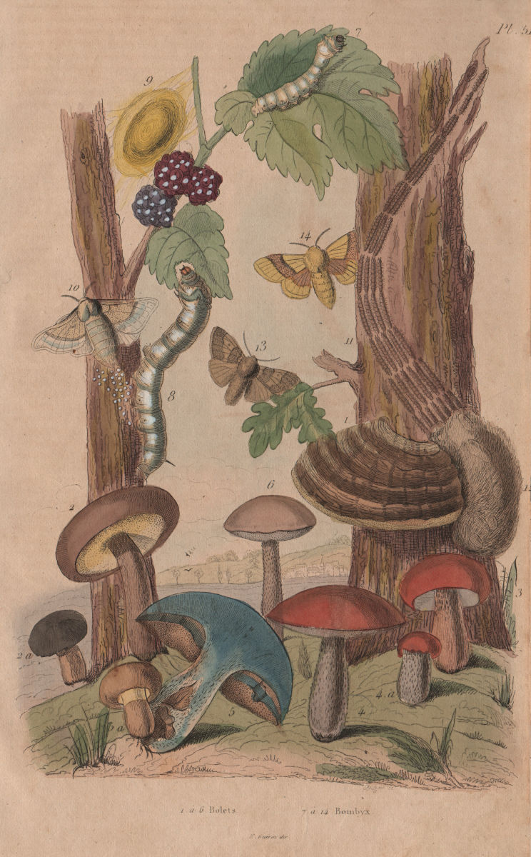 Bolets (Wild Mushrooms). Bombyx (moths) 1833 old antique vintage print picture