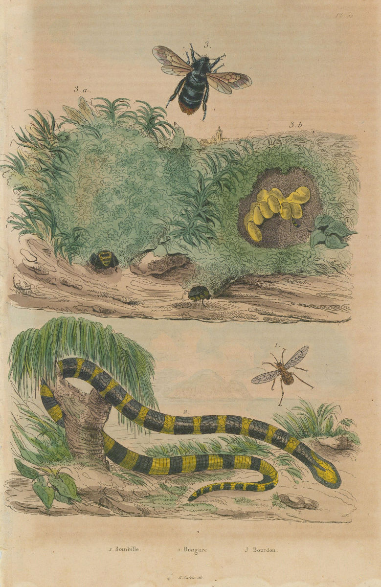 Associate Product Bombyliidae (Bee flies/fly) Bongare (krait). Bourdon (Bumblebee) 1833 print
