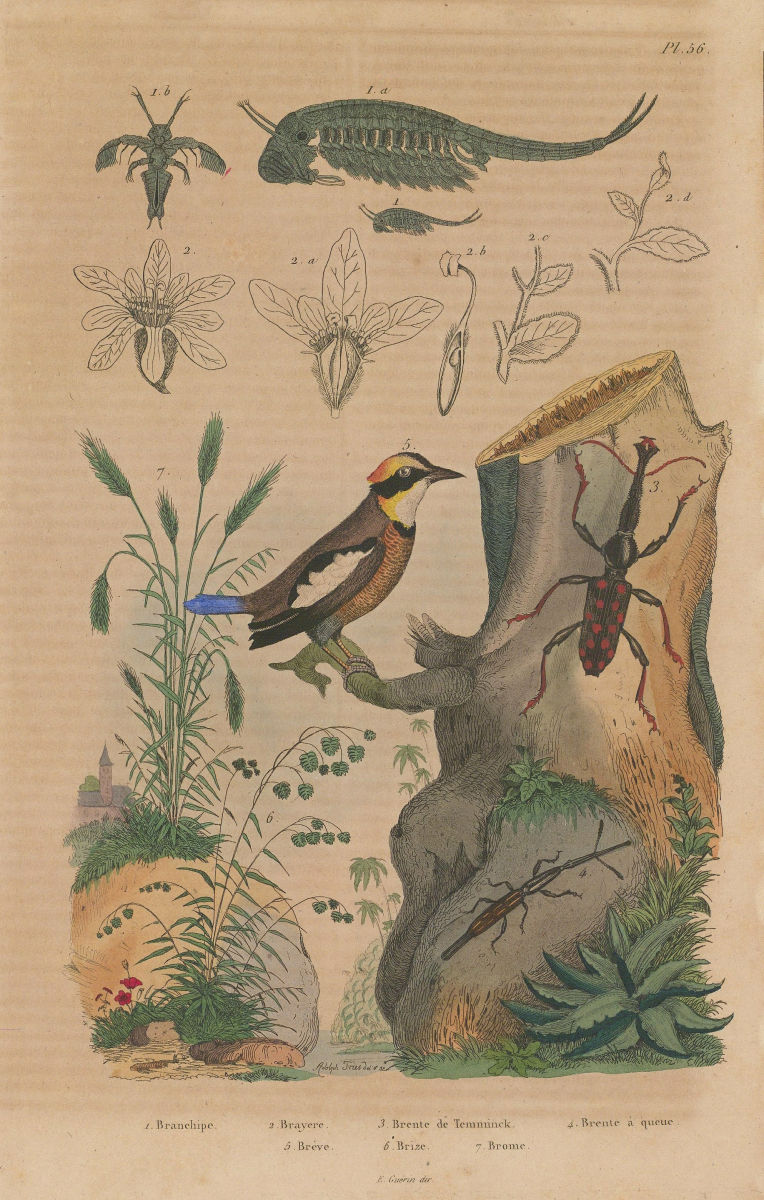 Associate Product Anostraca.Brayere.Brentidae weevil.Banded Pitta.Briza.Bromus interruptus 1833
