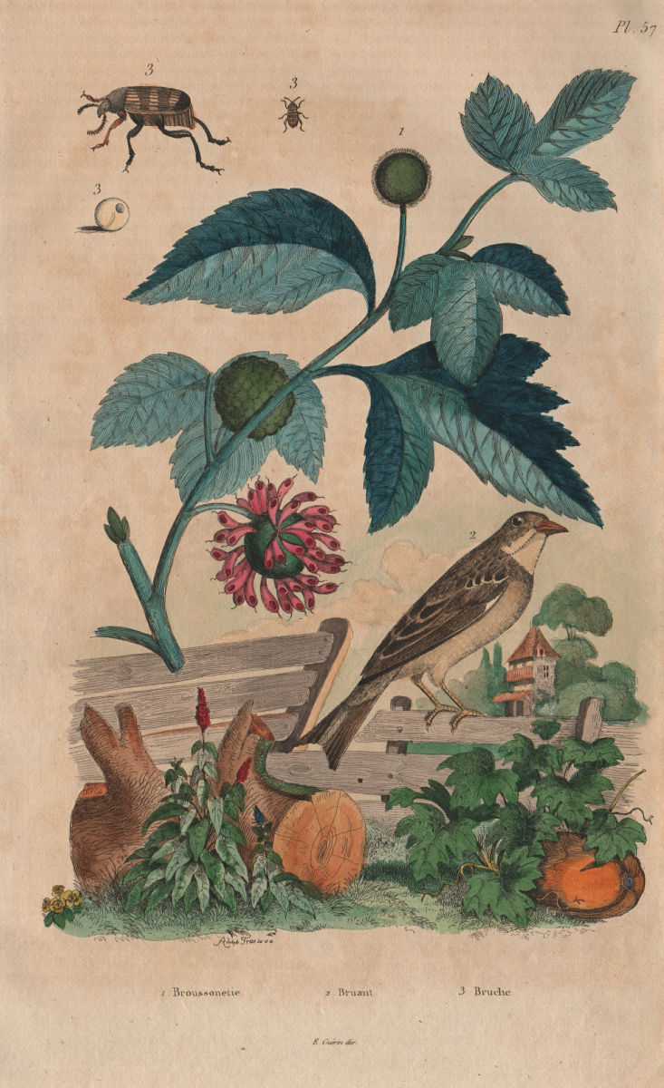 Associate Product Broussonetia papyrifera (Paper Mulberry). Bunting. Bruchinae (Bean Weevil) 1833