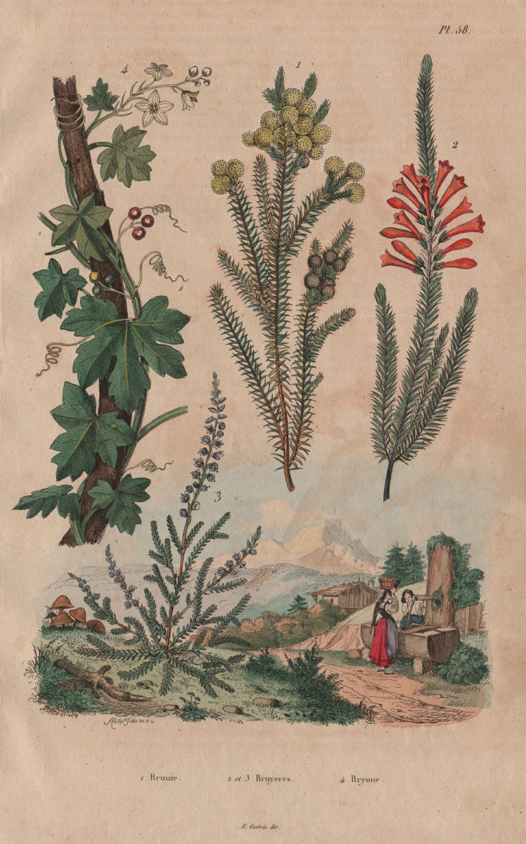 PLANTS. Brunie. Bruyeres (Heather). Bryonia (Bryony) 1833 old antique print