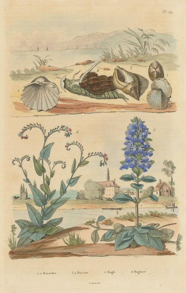 Associate Product Bucardes (cockles). Buccins (whelks). Bugle (Ajuga). Buglosse (Alkanet) 1833